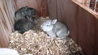Meat Rabbit Update 4-2-11