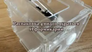 РАСПАКОВКА МУРАВЬЕВ И ФОРМИКАРИЯ / насекомолюб !