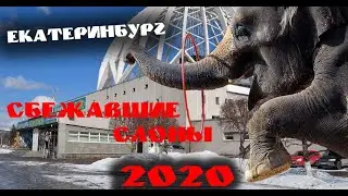 Сбежавшие из цирка слоны на улицах Екатеринбурга