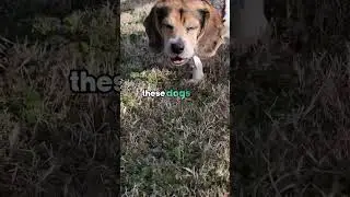 Top 3 Hunting Dog Breeds #shorts