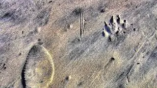 Animali, Terapia dell'Anima 2013 - Emozionateci ancora
