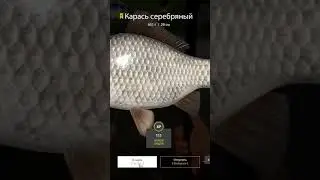 Ночная рыбалка #рр4 #рыбалка #комариное #ёрш  #поклёвка #карась #Линь