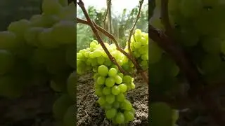 Валек виноград