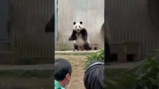 福寶與爺爺重逢 福寶再次看到爺爺來看它，心裡肯定有很多話想說吧～ 