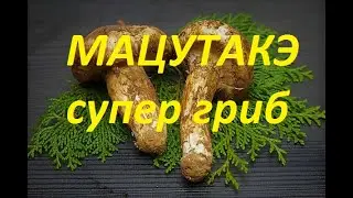 Мацутакэ- сосновый гриб.松茸