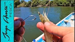 Pesca con CAMARON VIVO en la boca de un RÍO - Pargo y Robalo
