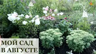 Мой сад в августе / Алёнин сад