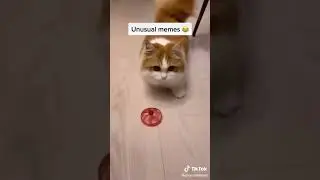 Memes compilation 3