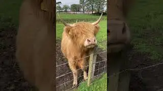 He Knows He Is Cute #cuteanimals #yak