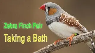 Zebra Finch Pair Taking a Bath (HD),Zebra Finch Bath Video (HD)