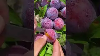 Колоновидная слива Империал саженцы Ростов-на-Дону | City Gardens