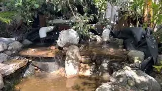 World’s best pond filter 2023