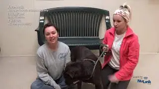 AdoptAPet 20191111