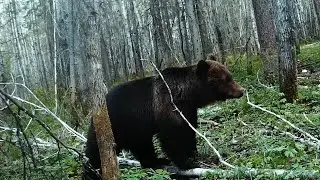 Bear hunting. I've been sitting on the tower for three evenings