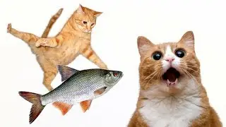 Дал коту карася, котик, котятки, котик ест рыбку, поймал рыбу коту