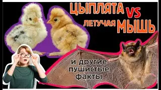 Пушистые факты