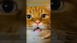 злые коты