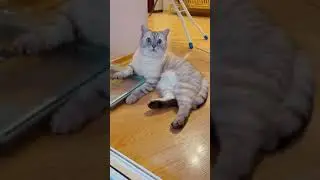 Не ругай кота
