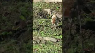 João-de-barro alimentando-se no chão #shorts