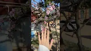 МАНИКЮР ДЛЯ ОТПУСКА В КОРЕЕ🇰🇷🌸 