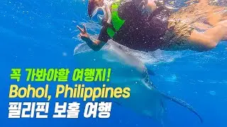 A trip to Bohol, Philippines 필리핀 보홀 여행, 나팔링 스노쿨링/고래상어/반딧불투어/체험다이빙까지
