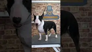 Doggy Daily Episode 343: Beryl the English Bull Terrier 🐾 #bullterrier #englishbullterrier