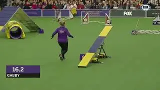 Gabby the papillion Westminster agility course blank meme template