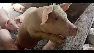 Cara Memulai Usaha Ternak Babi - Usaha Ternak Babi - Pelihara Babi Bagi Pemula - Ternak Babi Pemula