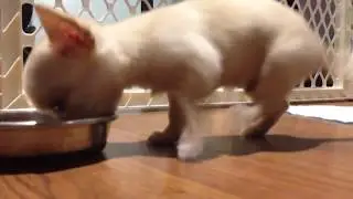 (DOG) VERY Hungry Cheagle PUPPY - 8 weeks old