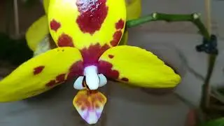 ЗАГЛУБЛЯТЬ ИЛИ НЕ ЗАГЛУБЛЯТЬ ШЕЮ ОРХИДЕЕ? МОЙ ОПЫТ!!! 👍❤️❣️