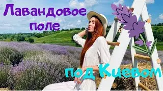 Лавандовое поле под Киевом/ Lavender field