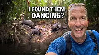 These Giant Otters Dance in the Amazon Rainforest!