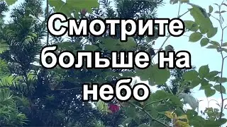 Смотрите больше на небо, а не под ноги