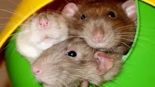 A Day in the Life of my Rats -  28 Weeks later