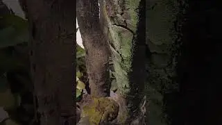 DJI Osmo Poket 2 Cinematic #dji #poket2