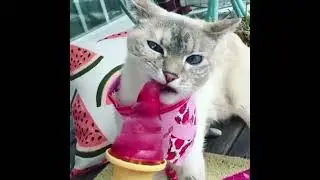 Gatti vs cibo