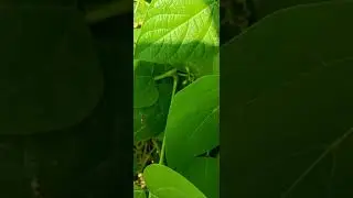 AYAGALA OKUMWANJULA NE MBAGA LILINO