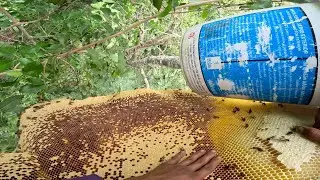 How to Harvesting Wild Bee On The Top OF Tree || Beehive Hunting || Honeycomb Bag Collection 🐝🐝🐝