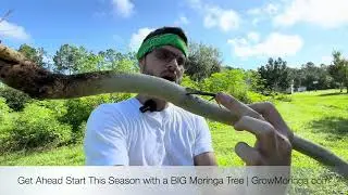 The Best Way To Get Started with BIG Moringa Trees | Potting Up & Plant Nursery