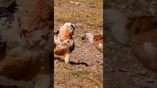 Battle of the Beaks! 🦅 Vulture vs Bearded Vulture Face-Off! 