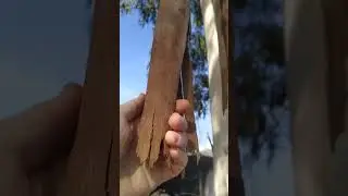 Кора Эвкалипта.