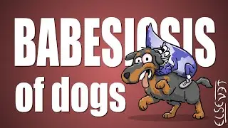 Babesiosis of Dogs - Plain and Simple