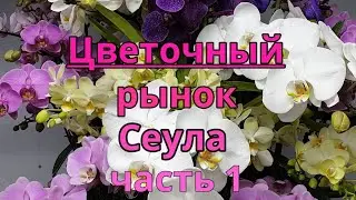 Цветочный  рынок орхидей в Сеуле.часть 1.