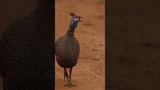 Helmeted Guineafowl