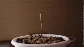 Как растет авокадо