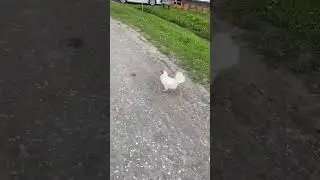 Деревня 🤗