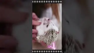 Ежик дарит удачу! The language of animals.  