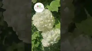 Эффектная, белоснежная и очаровательная Калина Бульденеж в питомнике Росток! 😍