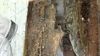 Bees! Bees! And more bees! The largest bee hive removal of the year!