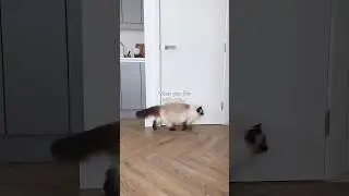 They are always following 🥹